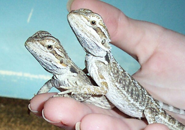 Peanut & Midori