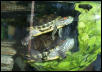 Turtles On Lettuce