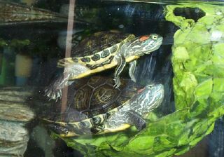 Turtles On Lettuce
