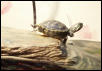 Bubbles Basking
