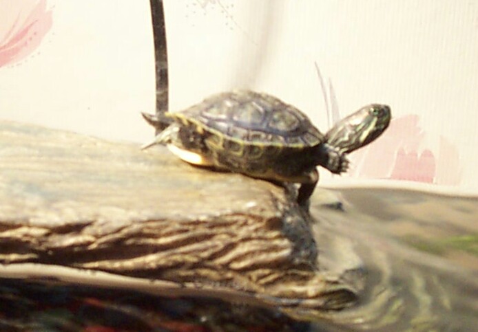 Bubbles Basking