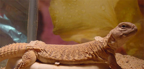 Mattie