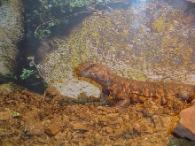 Cham or Uro?