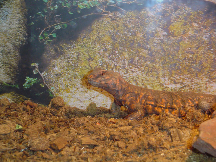 Cham or Uro?