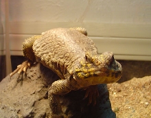 Yellow attack