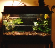Baby Biak Enclosure