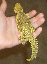Karu