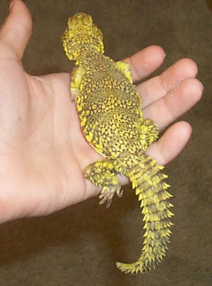 Karu