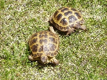 My Russain's