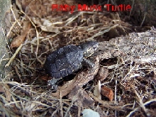 baby musk