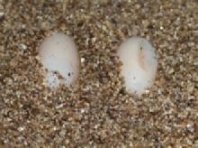 box turtle eggs