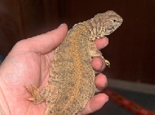 largest mali import