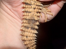 med mali import tail scales