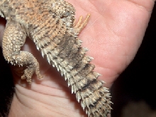 new import mali tail scales