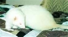 Oliver