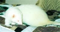 Oliver