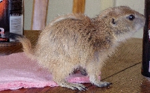 Peanut