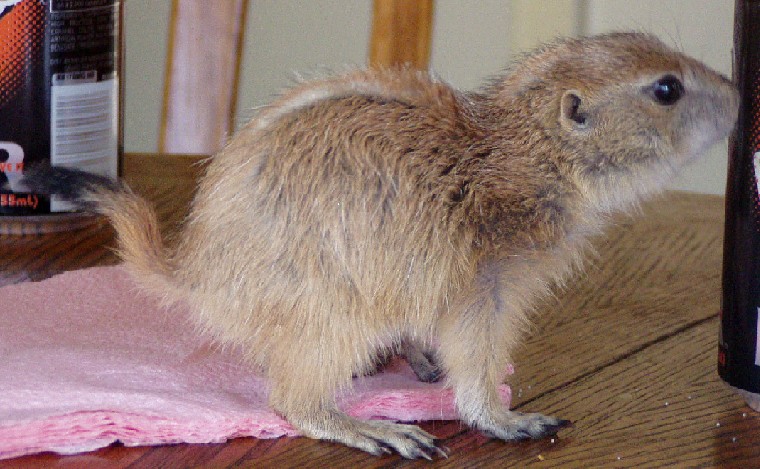 Peanut