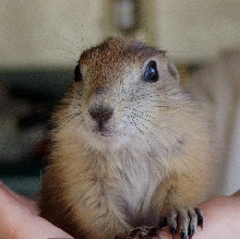 Peanut