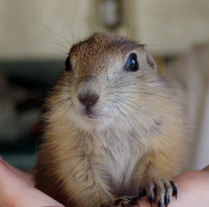 Peanut