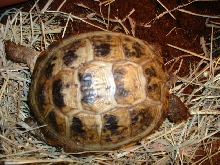 Tatyana-Female Russian Tortoise
