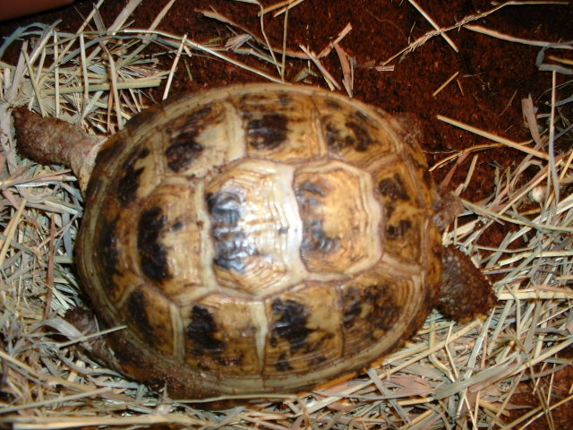 Tatyana-Female Russian Tortoise
