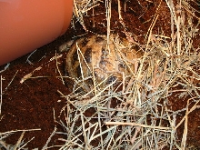 Tatyana Buried