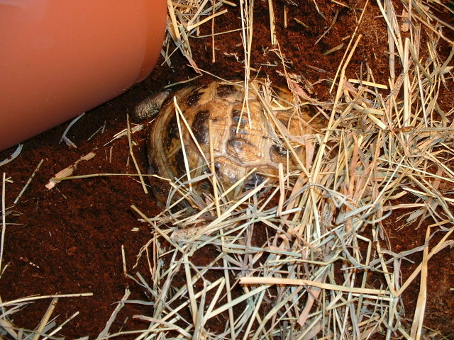 Tatyana Buried