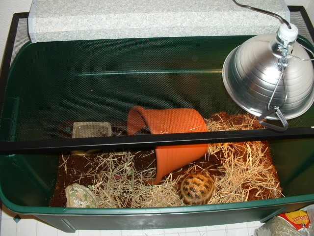 Tatyanas New Home