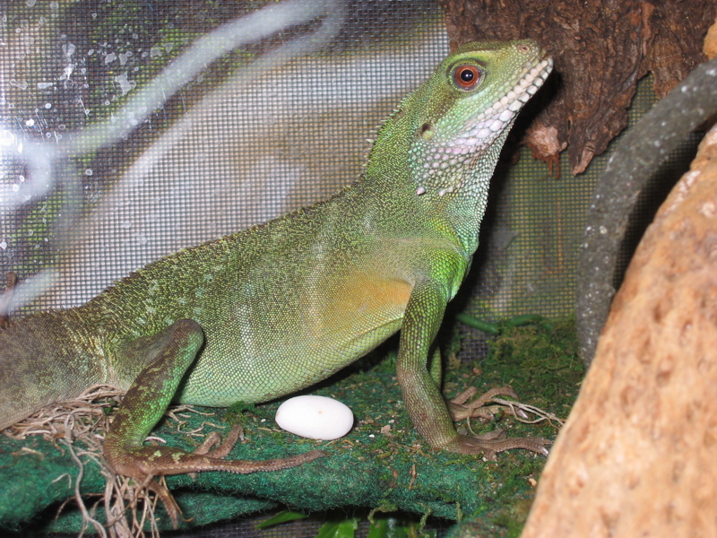 CeCe with egg