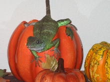Ohai! Happy turkey dai!