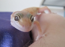Ohai