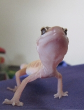 I'm a BIG leezard!!!