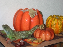 Cece and Nemo wish you happy turkey day!