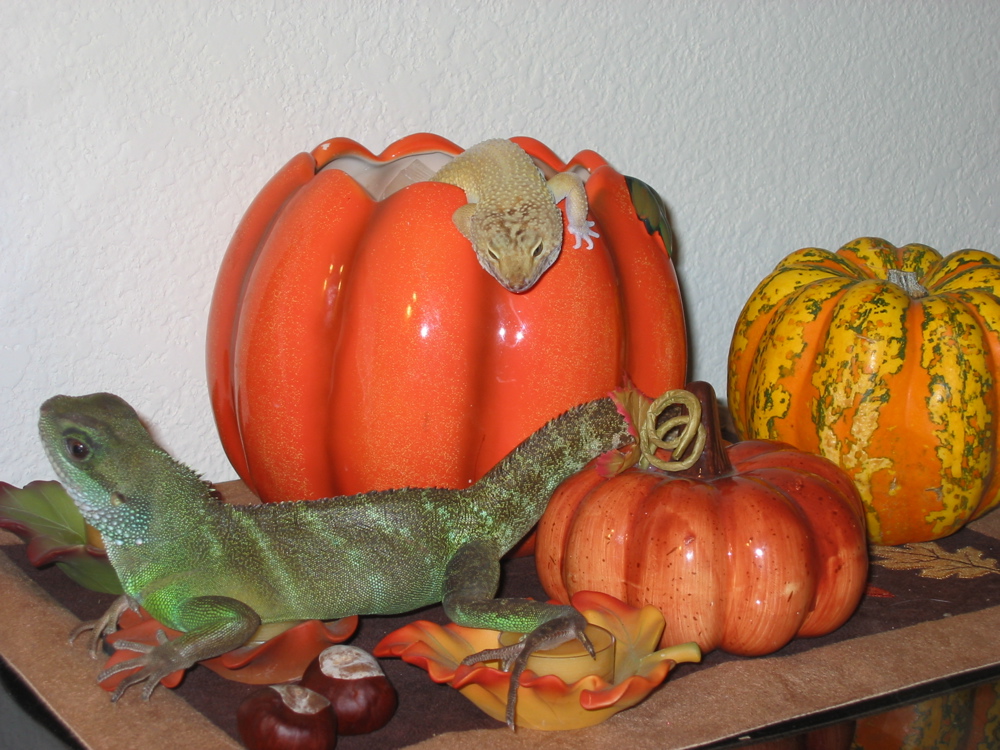 Cece and Nemo wish you happy turkey day!