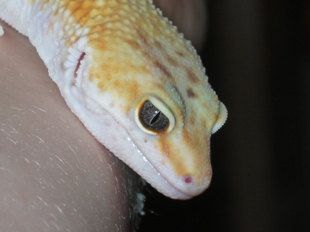 Nemo up close