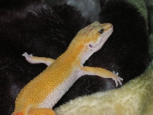 I'm Flying!
