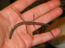 stick insect from San Diego