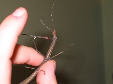 Stick's face ( i think!)
