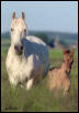 Awesome mare