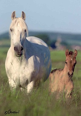 Awesome mare