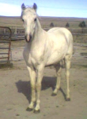 Ghost Dancer of the Wind