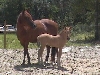 Those Great Broodmares