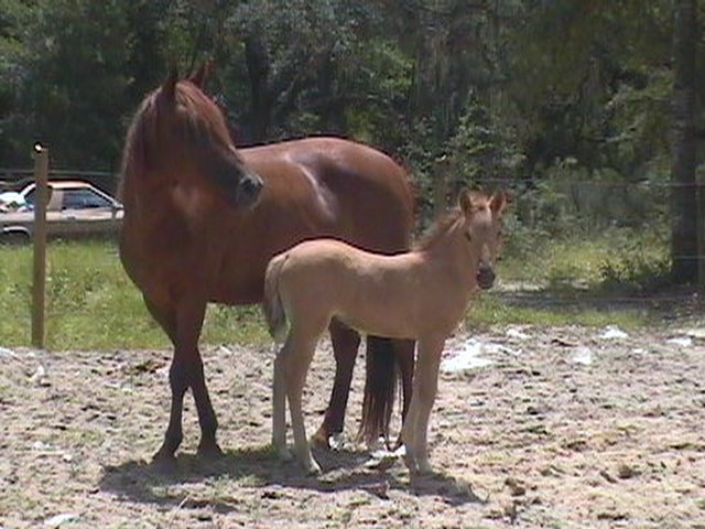 Those Great Broodmares