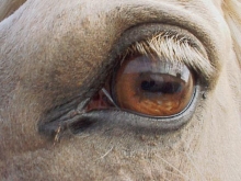Left eye