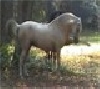 Moonie Dressage