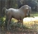 Moonie Dressage