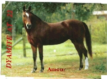 Amour que tal