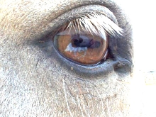The eyes have it