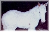 Snow Ghost's Spirit
